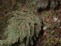 Hymenophyllum frankliniae