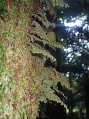 Hymenophyllum frankliniae