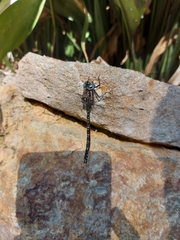 Austroaeschna parvistigma