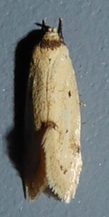 Atalopsis