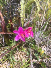 Spathoglottis parviflora