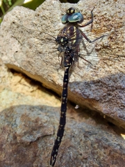 Austroaeschna parvistigma