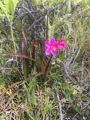 Spathoglottis parviflora