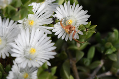 Delosperma litorale