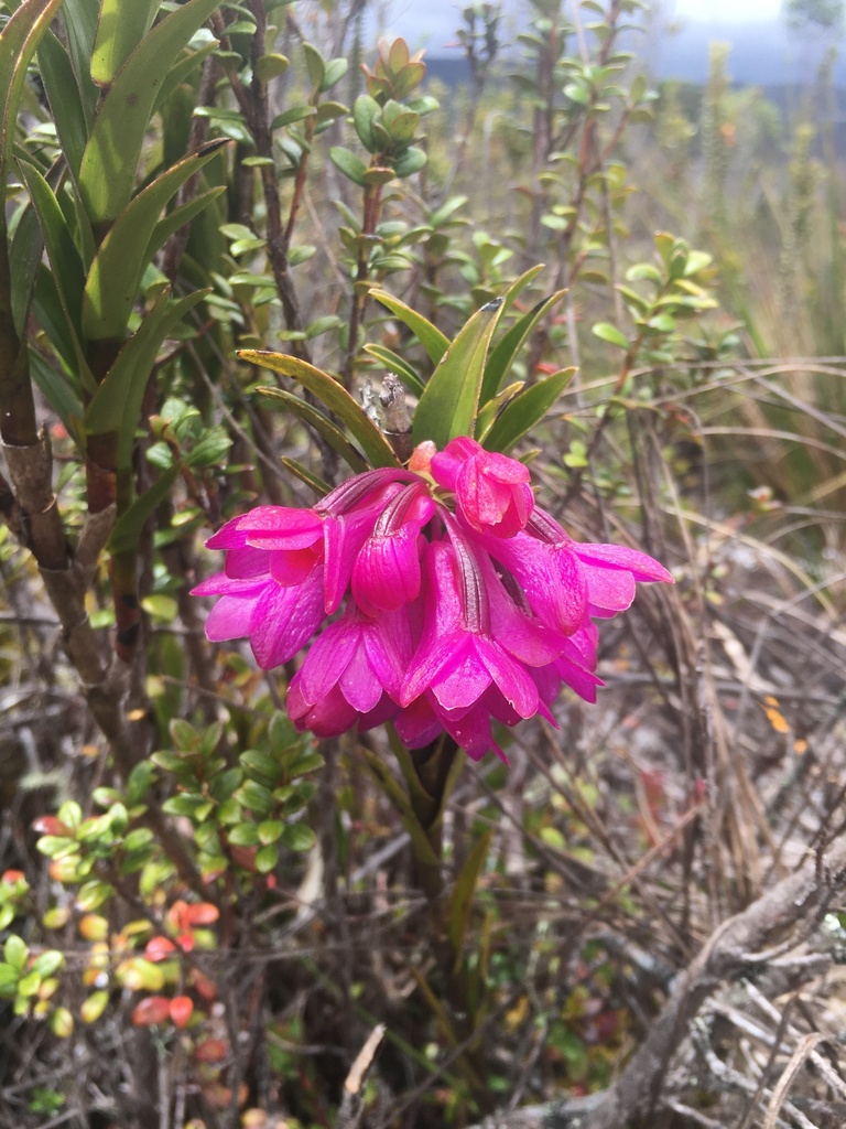 Dendrobium crenatifolium J.J.Sm. 3