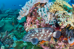 Epinephelus coeruleopunctatus