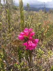 Dendrobium crenatifolium