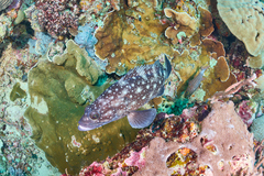 Epinephelus coeruleopunctatus