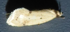 Atalopsis