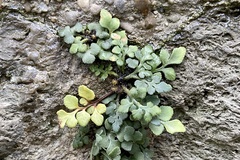 Asplenium ruta-muraria