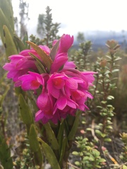 Dendrobium crenatifolium