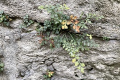 Asplenium ruta-muraria