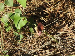 Aristolochia baetica