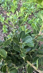 Buxus sempervirens
