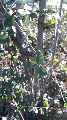 Cercocarpus betuloides