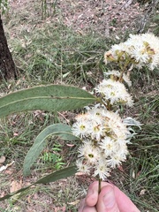Eucalyptus fibrosa