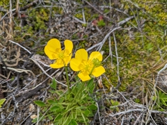 Ranunculus pascuinus