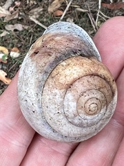 Sphaerospira fraseri