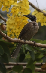 Philemon buceroides yorki