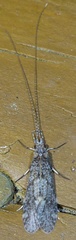 Triplectidinae