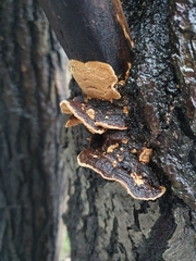 Phellinopsis conchata