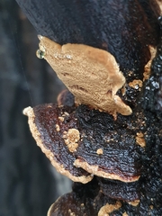 Phellinopsis conchata