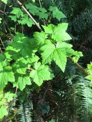 Ribes laxiflorum