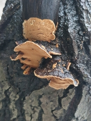 Phellinopsis conchata