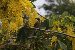 Philemon buceroides yorki