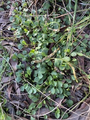 Viola cleistogamoides