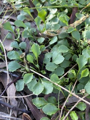 Viola cleistogamoides