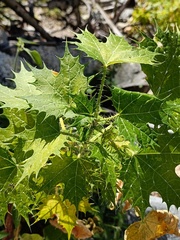 Cnidoscolus maculatus