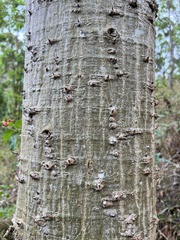 Erythrina vespertilio