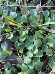 Viola cleistogamoides