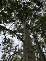 Erythrina vespertilio
