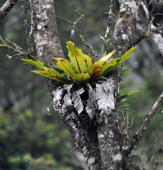 Asplenium australasicum