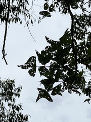 Erythrina vespertilio