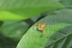 Hamadruas hieroglyphica