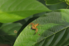 Hamadruas hieroglyphica