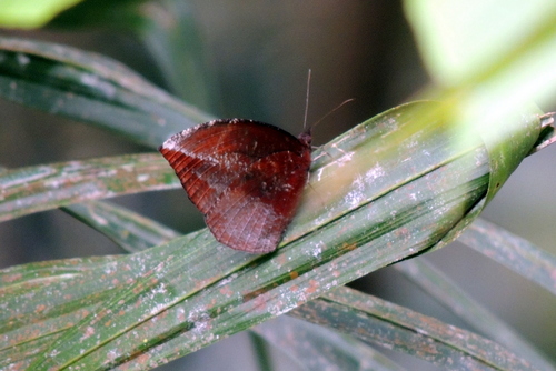 Pointed palmfly