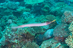 Aulostomus chinensis