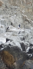 Phalacrocorax fuscescens