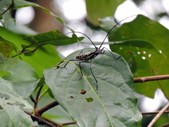 Macrochenus isabellinus