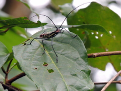 Macrochenus isabellinus