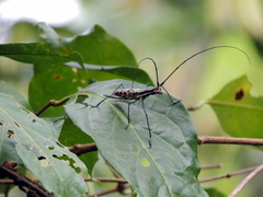 Macrochenus isabellinus