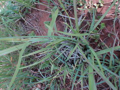 Eustachys paspaloides