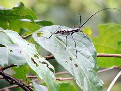Macrochenus isabellinus