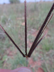 Eustachys paspaloides