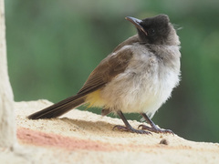 Pycnonotus barbatus layardi