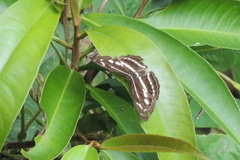 Limenitidini